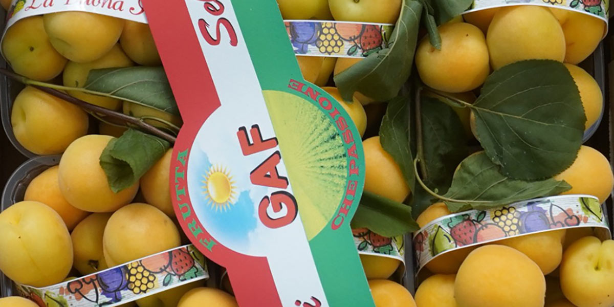 Nei mercati debuttano le prime albicocche siciliane